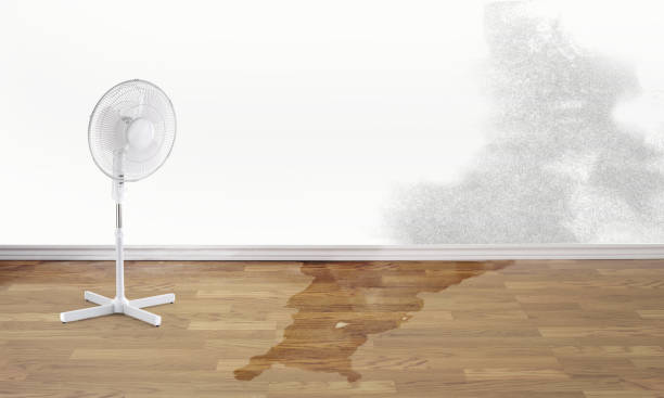 Best Water damage mitigation services  in Kaufman, TX